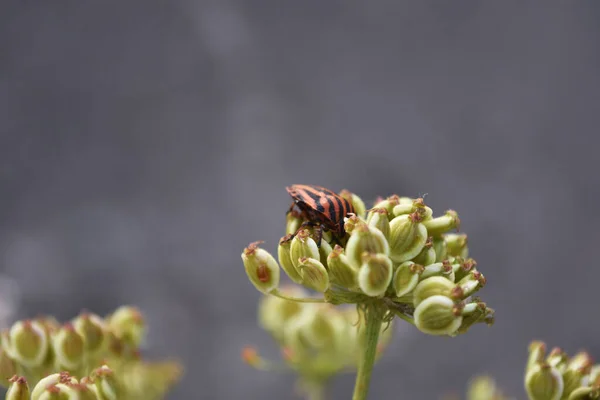 De schildwants Graphosoma lineatum zit op een dille plant. Gestreepte wants of Minstrel bug op grijze blauwe achtergrond. Sluitingsdatum. — Stockfoto
