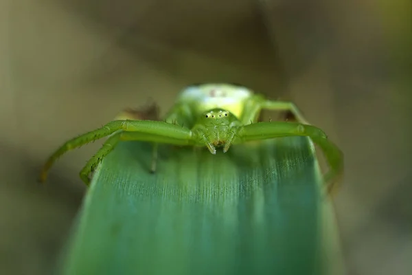 Krabbspindel sitter på gröna löv. Ebrechtella tricuspidata. Skönhet i naturen — Stockfoto