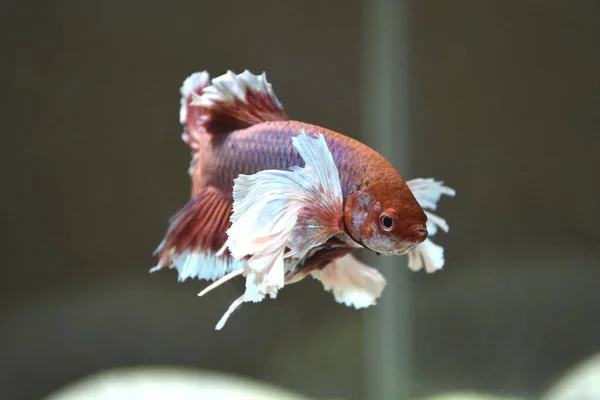 Betta fish. Siamese fighting fish. Betta elephant ear isolated in aquarium. Closeup.