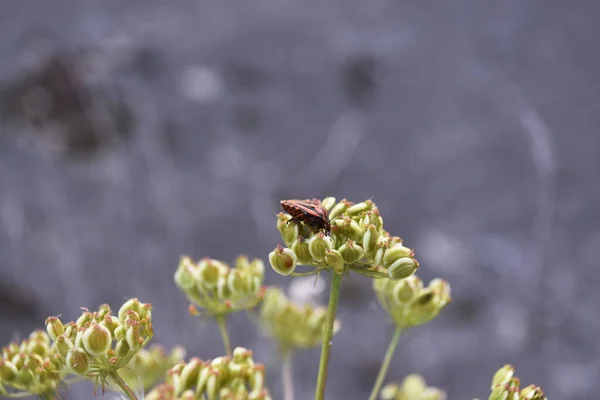 De schildwants Graphosoma lineatum zit op een dille plant. Gestreepte wants of Minstrel bug op grijze blauwe achtergrond. Sluitingsdatum. — Stockfoto