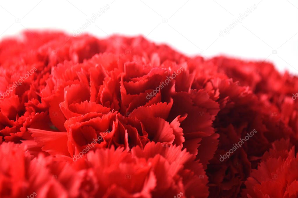 Bouquet of red carnations on white background. Carnation for mothers day, wedding and valentines day. Close up