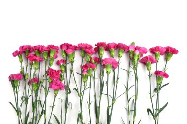 Beyaz arka planda tek sıra halinde Fuchsia karanfilleri. Mutlu anneler günü, kadınlar günü, düğün ve sevgililer günü. Tebrik kartı
