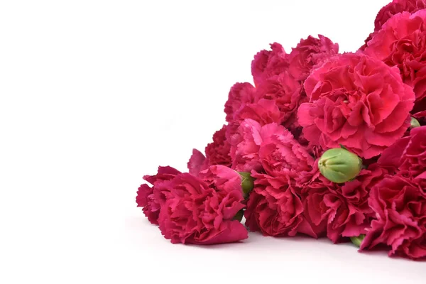 Bouquet of fuchsia carnations isolated on white background. Happy mothers day, womens day, wedding and valentines day. Greeting card with copy space. — Stock Photo, Image