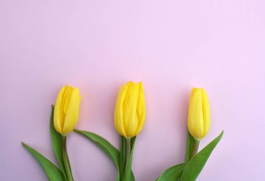 Pembe arka planda üç sarı lale. Mutlu anneler günü, kadınlar günü, düğün ve sevgililer günü. Kopyalama alanı olan tebrik kartı