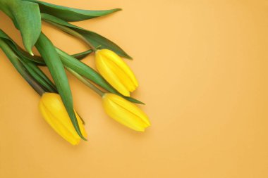 Sarı arka planda sarı laleler. Mutlu anneler günü, kadınlar günü, düğün ve sevgililer günü. Kopyalama alanı olan tebrik kartı