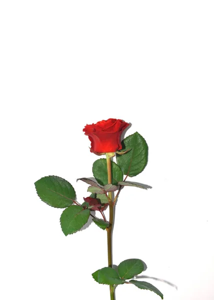 Rosa roja aislada sobre fondo blanco. Rose para el día de las madres, boda y día de San Valentín. De cerca. —  Fotos de Stock