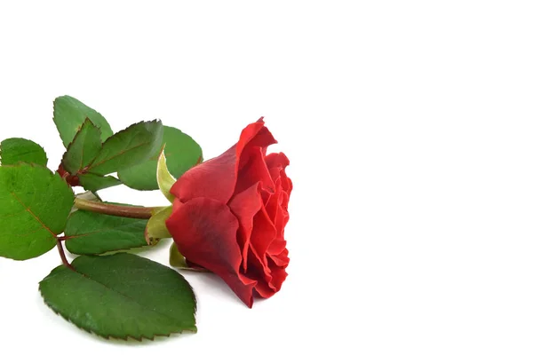Único rosa vermelha isolada no fundo branco. Rosa de dia de mães, dia de casamento e dia dos namorados. Fechar — Fotografia de Stock