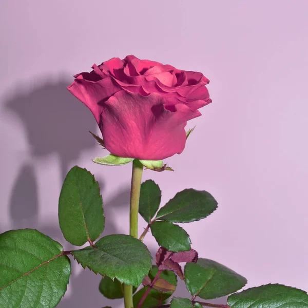 Rosa rosa aislada sobre fondo rosa pastel. Rose para el día de las madres, boda y día de San Valentín. De cerca. —  Fotos de Stock