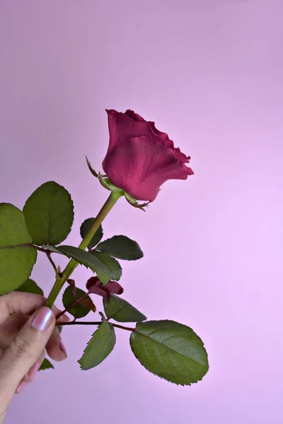 Woman hand with nails polish and rose. Beauty concept. Female hand hold rose on pink background. Rose for mothers day, wedding and valentines day. Close up