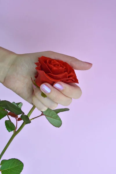 Mano de mujer con esmalte y rosa. Concepto de belleza. La mano femenina sostiene la rosa roja sobre fondo rosa. Rose para el día de las madres, boda y día de San Valentín. De cerca. —  Fotos de Stock