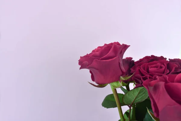 Rosas púrpuras aisladas sobre fondo pastel. Feliz día de las madres, día de las mujeres, boda y día de San Valentín. Tarjeta de felicitación con espacio para copiar . —  Fotos de Stock