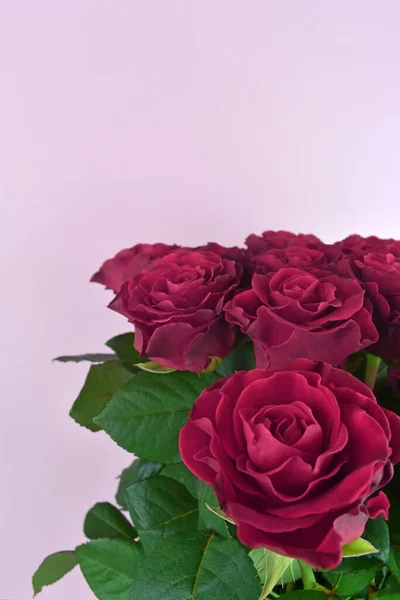 Ramo de rosas aisladas sobre fondo pastel. Feliz día de las madres, día de las mujeres, boda y día de San Valentín. Tarjeta de felicitación con espacio para copiar . —  Fotos de Stock