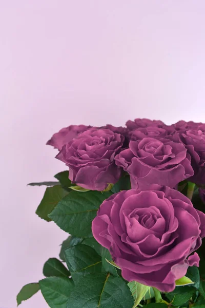Ramo de rosas púrpuras aisladas sobre fondo pastel. Feliz día de las madres, día de las mujeres, boda y día de San Valentín. Tarjeta de felicitación con espacio para copiar . —  Fotos de Stock