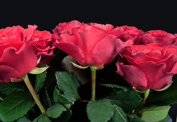 Ramo de rosas aisladas sobre fondo oscuro. Feliz día de las madres, día de las mujeres, boda y día de San Valentín. Tarjeta de felicitación . —  Fotos de Stock