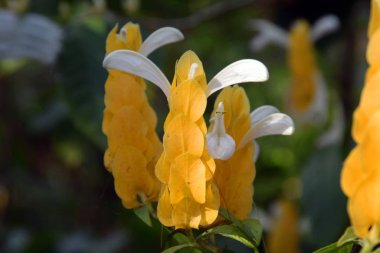 Bali 'nin güzel tropik çiçekleri.