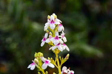 Çiçek açmış beyaz tropikal çiçekler.
