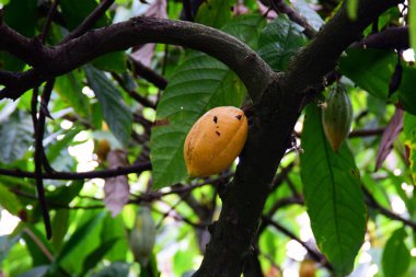 Ağaçta büyüyen kakao meyvesi. 