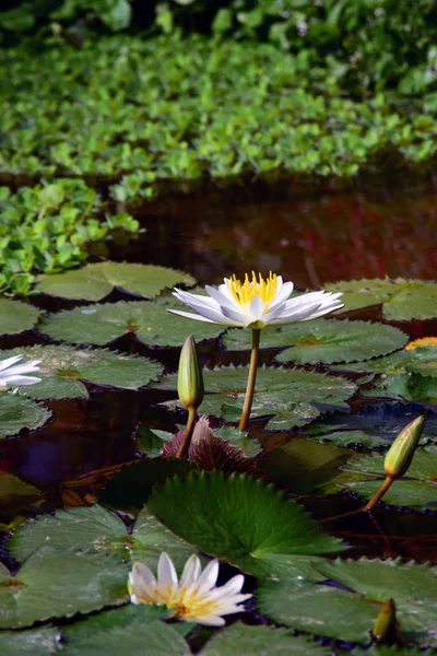 Suda yüzen beyaz nilüferler.