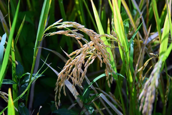Endonezya, Bali 'deki pirinç tarlası.