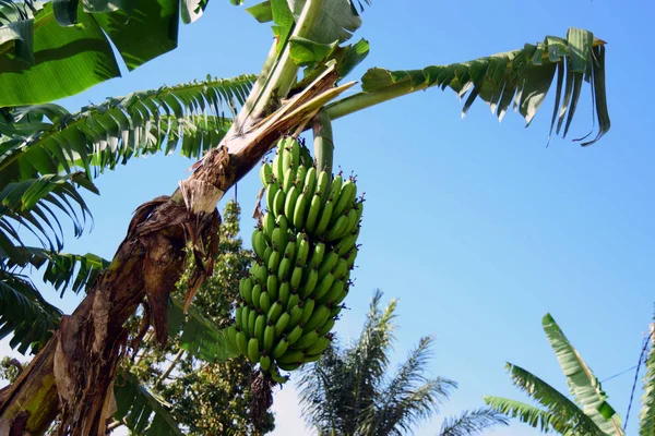 Palmiye ağacında yetişen muzlar.