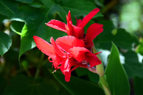 バリ島の美しい熱帯の花 — ストック写真