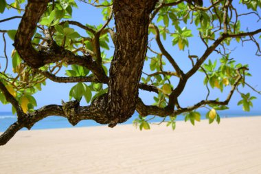 Bali, Endonezya 'da mavi denizi ve yeşil kumsal ağaçları olan beyaz kumsal..