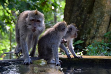 Ubud, Bali 'deki maymun ormanında vahşi maymun ailesi.