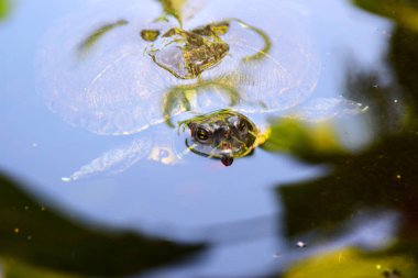 Bali 'de kırmızı kulaklı sürgülü kaplumbağa..