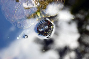 Bali 'de kırmızı kulaklı sürgülü kaplumbağa..