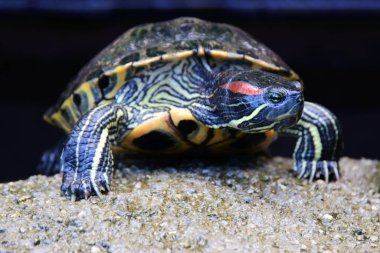 Bali 'de kırmızı kulaklı sürgülü kaplumbağa..