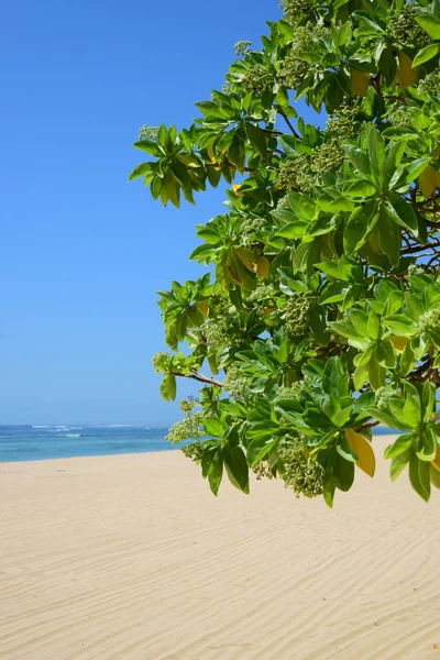 Bali, Endonezya 'da mavi denizi ve yeşil kumsal ağaçları olan beyaz kumsal..