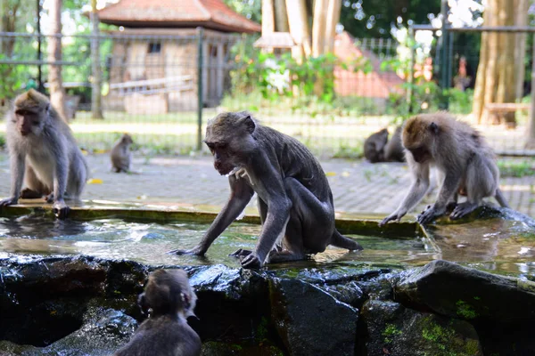 Família Macacos Selvagens Floresta Macacos Ubud Bali — Fotografia de Stock