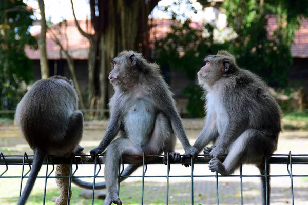 Famiglia Scimmie Selvatiche Nella Foresta Scimmie Ubud Bali — Foto Stock