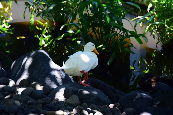 Bali 'de kayalarda oturan beyaz ördek.