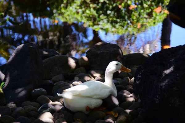 Witte Eend Zittend Rotsen Bali — Stockfoto