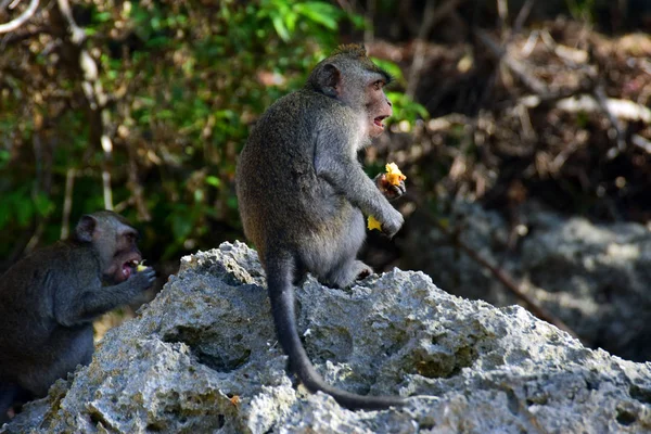 Wilde Aap Met Voedsel Apenbos Ubud Bali — Stockfoto