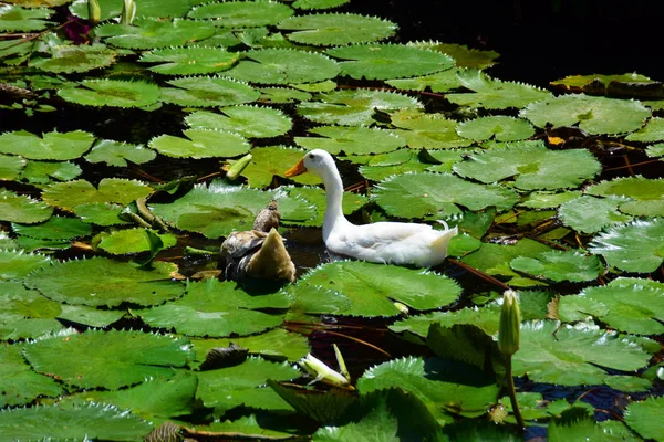 White Ducks Hotel Pond Bali — Stock Photo, Image