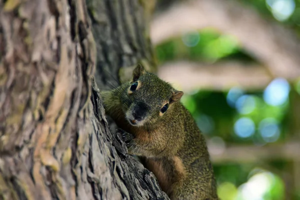 Squirrel Looking Tree Nusa Dua Beach — Stock Photo, Image