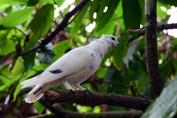 Loro Blanco Sentado Árbol Bali Fotos de stock