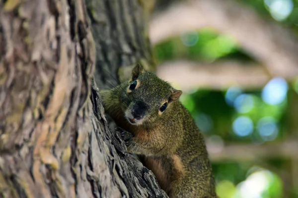 Eichhörnchen Blickt Von Einem Baum Auf Den Strand Von Nusa Stockbild