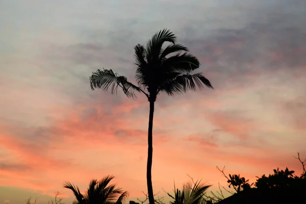 Tropische Zonsondergang Met Palmbomen Tegen Oranje Lucht — Stockfoto