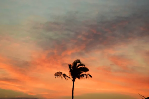 Tropischer Sonnenuntergang Mit Palmen Vor Orangefarbenem Himmel — Stockfoto