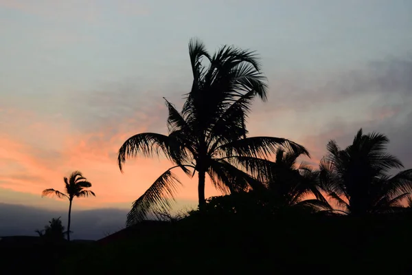 Tropical sunset with palm trees against orange sky.