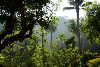 Gün doğumunda yağmur ormanı.