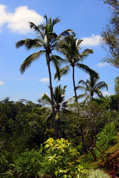 Palmbomen Met Blauwe Lucht — Stockfoto