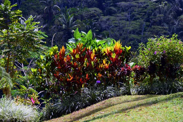Tropische Bomen Regenwoud — Stockfoto