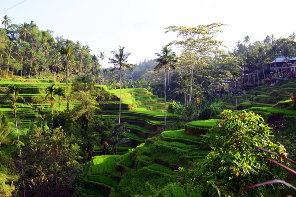 Rice fields and palm trees.