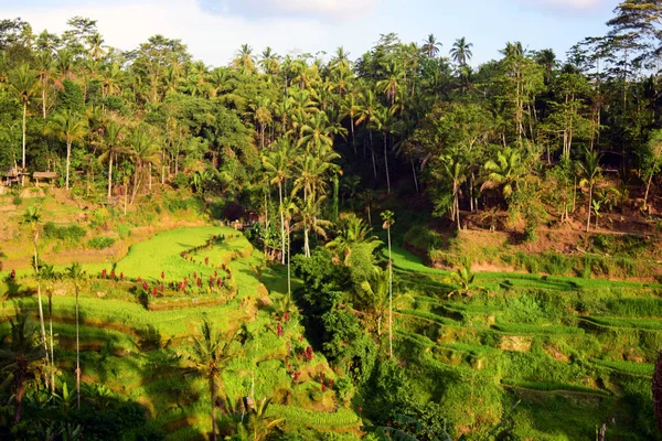 Campos Arroz Palmeras — Foto de Stock