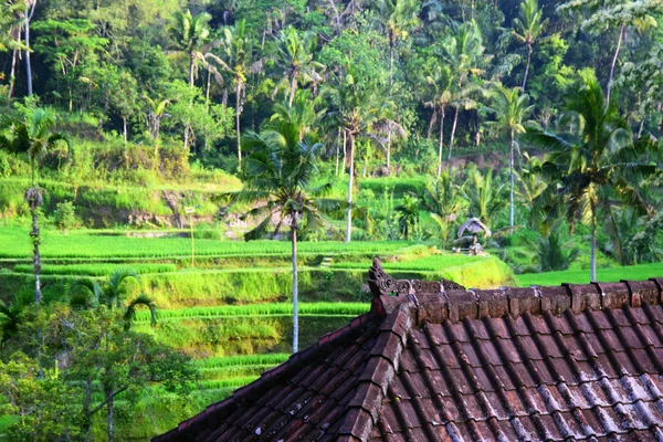 Reisfelder Und Palmen — Stockfoto