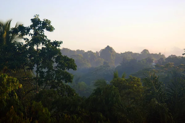 Regenwoud Bij Zonsopgang — Stockfoto